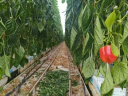 ТЕПЛИЧНЕ САДІВНИЦТВО (помідори / паприка / квіти)