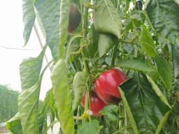 ЛІКВІДАЦІЯ ПАПРИКИ